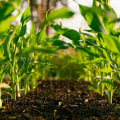 Sustainable Agriculture: A Path Towards a Greener Future