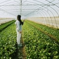 Understanding Sustainable Agriculture: A Comprehensive Guide