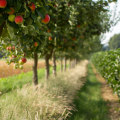 What Is an Orchard and How It Fuels the Sustainable Farming Movement