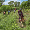 The Battle of Agriculture: Organic vs Conventional