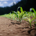 The Importance of Sustainable Farming: Protecting the Soil and Nourishing the Future