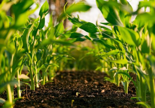 Sustainable Agriculture: A Path Towards a Greener Future