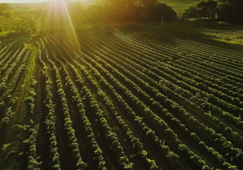 The Power of Sustainable Farming: 5 Benefits You Need to Know