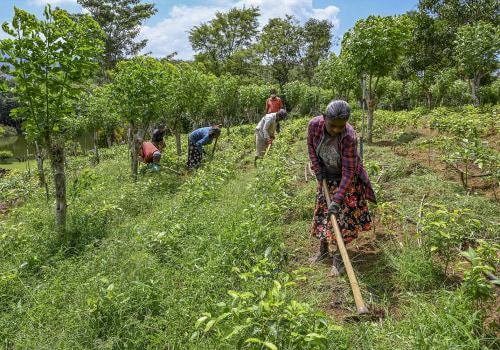 The Battle of Agriculture: Organic vs Conventional