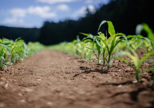 The Importance of Sustainable Farming: Protecting the Soil and Nourishing the Future