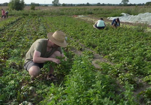 The Pros and Cons of Organic Farming: An Expert's Perspective