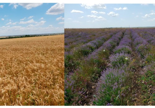 Extensive Vs Intensive Agriculture: Balancing Productivity and Sustainability for Future Farms